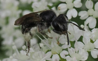 Andrena-minutula-agg